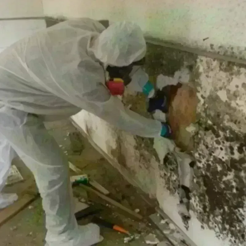 Mold Remediation and Removal in Sutton-Alpine, AK